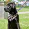 Leroy Brown